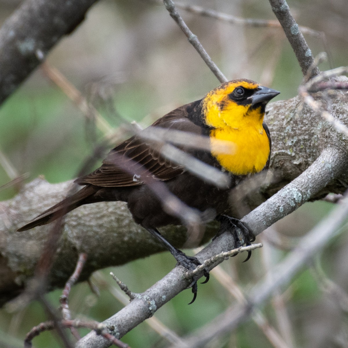 Yellow-headed Blackbird - ML440983881