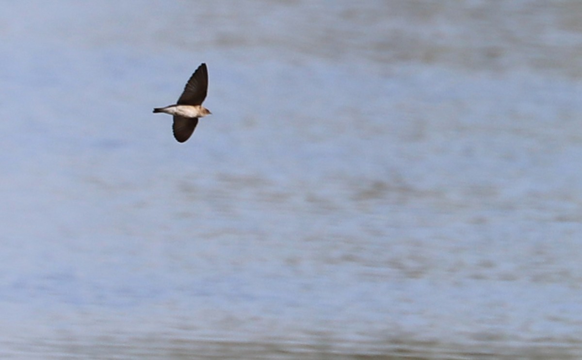 Northern Rough-winged Swallow - ML440988671