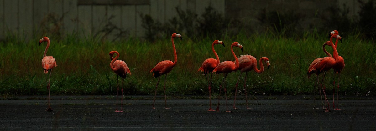 American Flamingo - David Ascanio