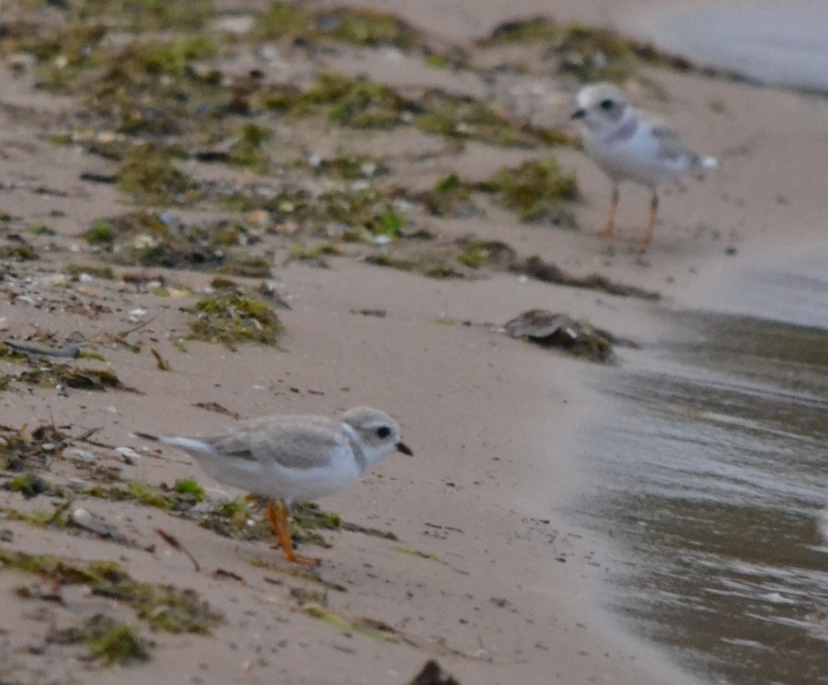 eBird Checklist - 3 Aug 2014 - Montario Point Rd., lookout - 1 species
