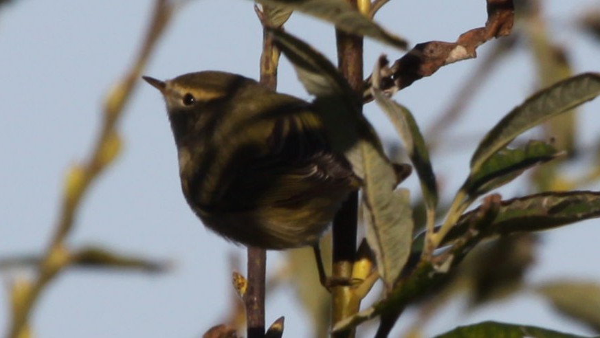 Hume's Warbler - ML440997751