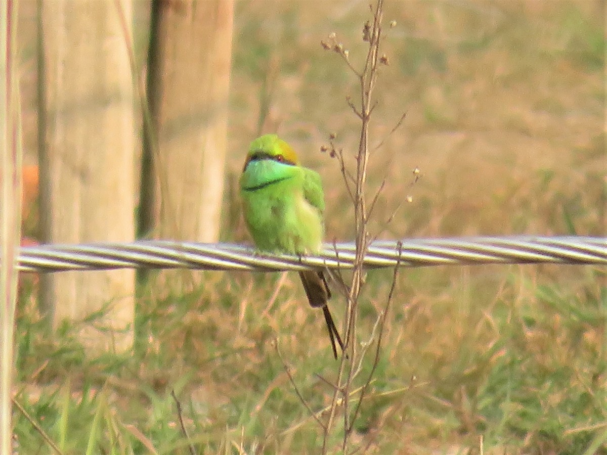 Asian Green Bee-eater - ML440997871