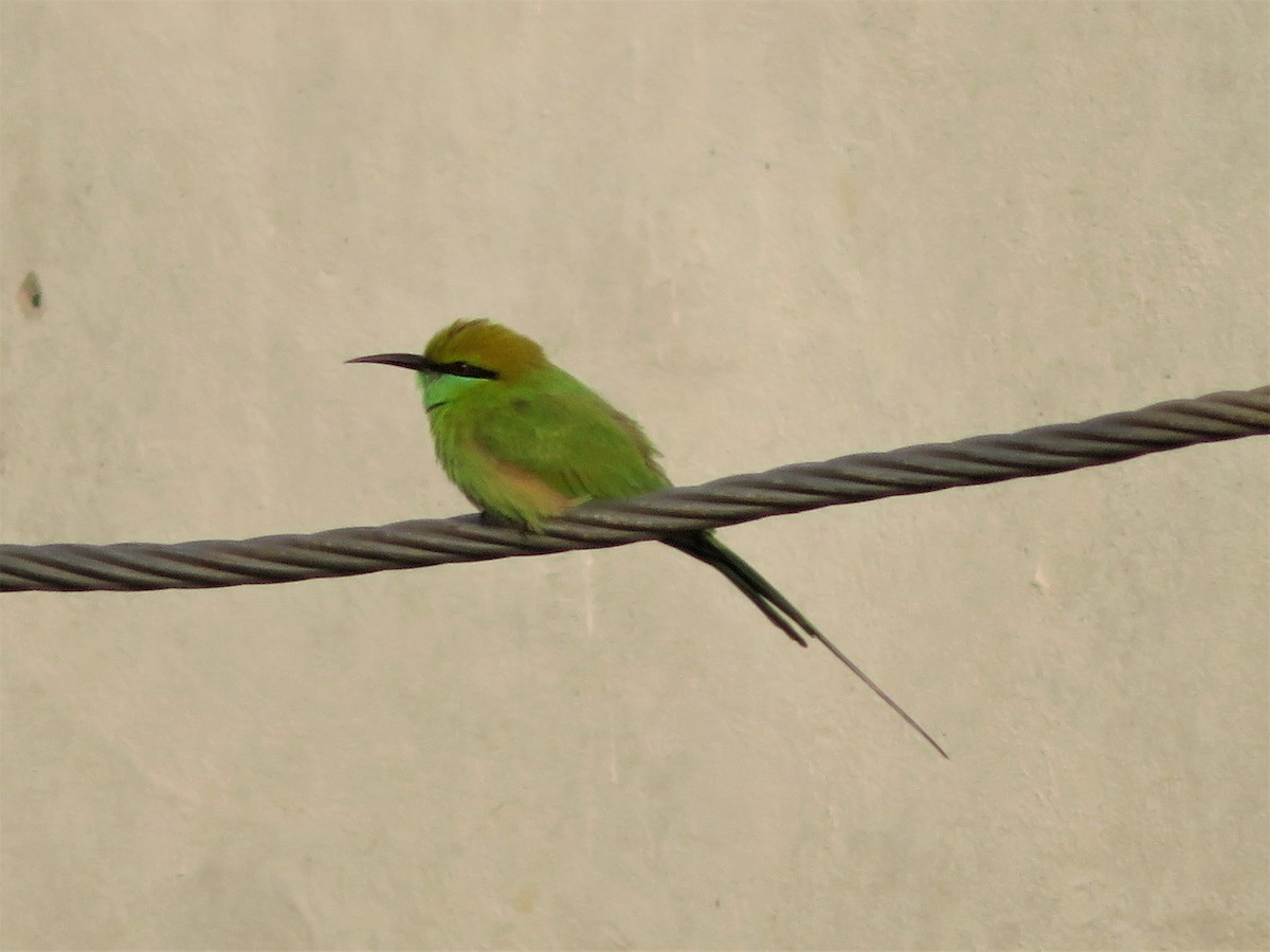 Asian Green Bee-eater - ML440997911