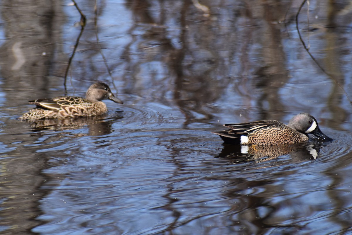 Blue-winged Teal - ML441001731