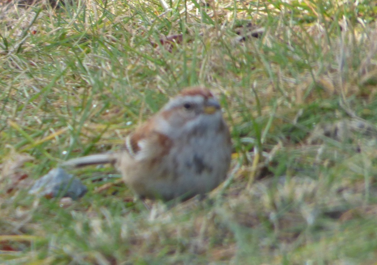 American Tree Sparrow - ML44100331