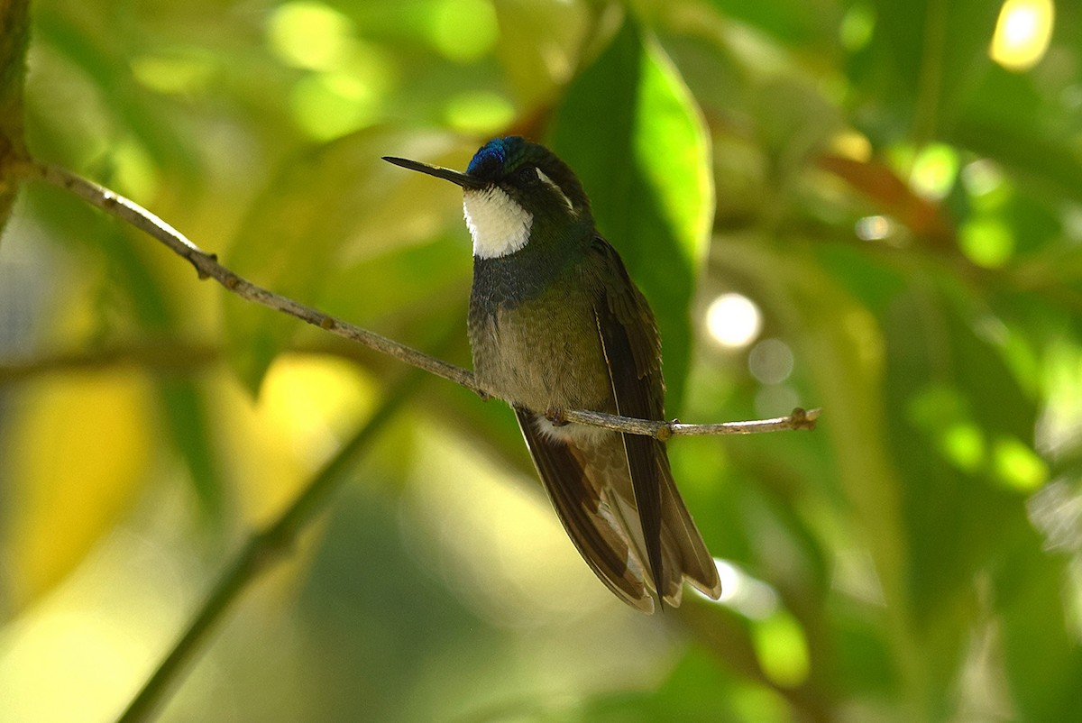 White-throated Mountain-gem (Gray-tailed) - ML44100591