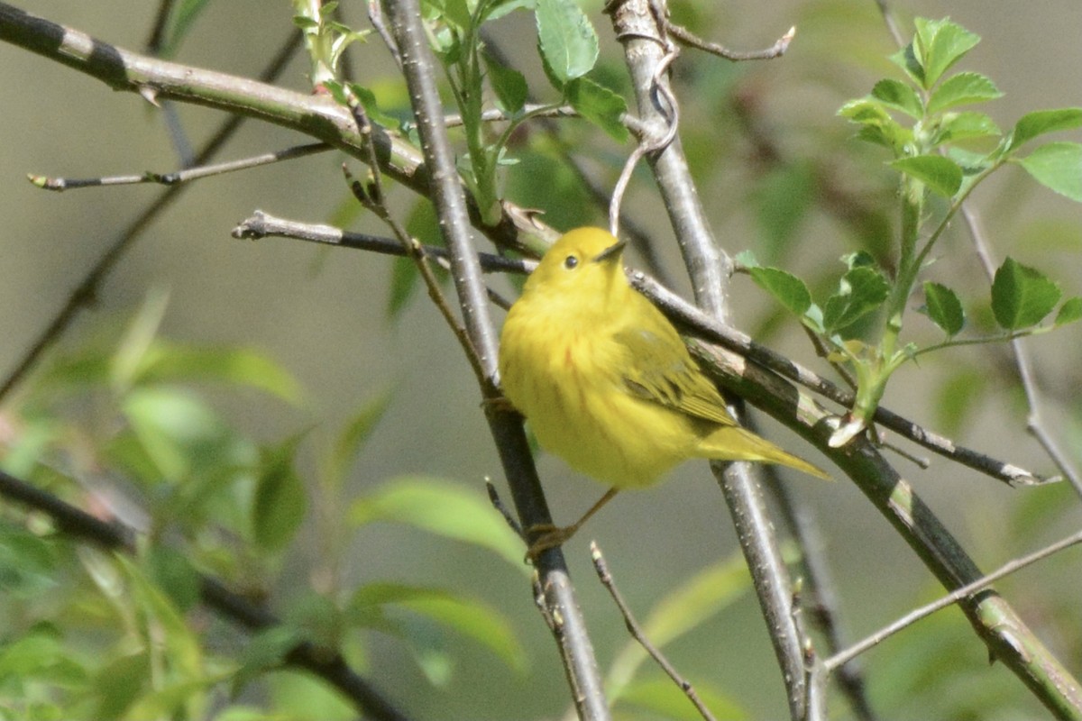 Yellow Warbler - ML441005981