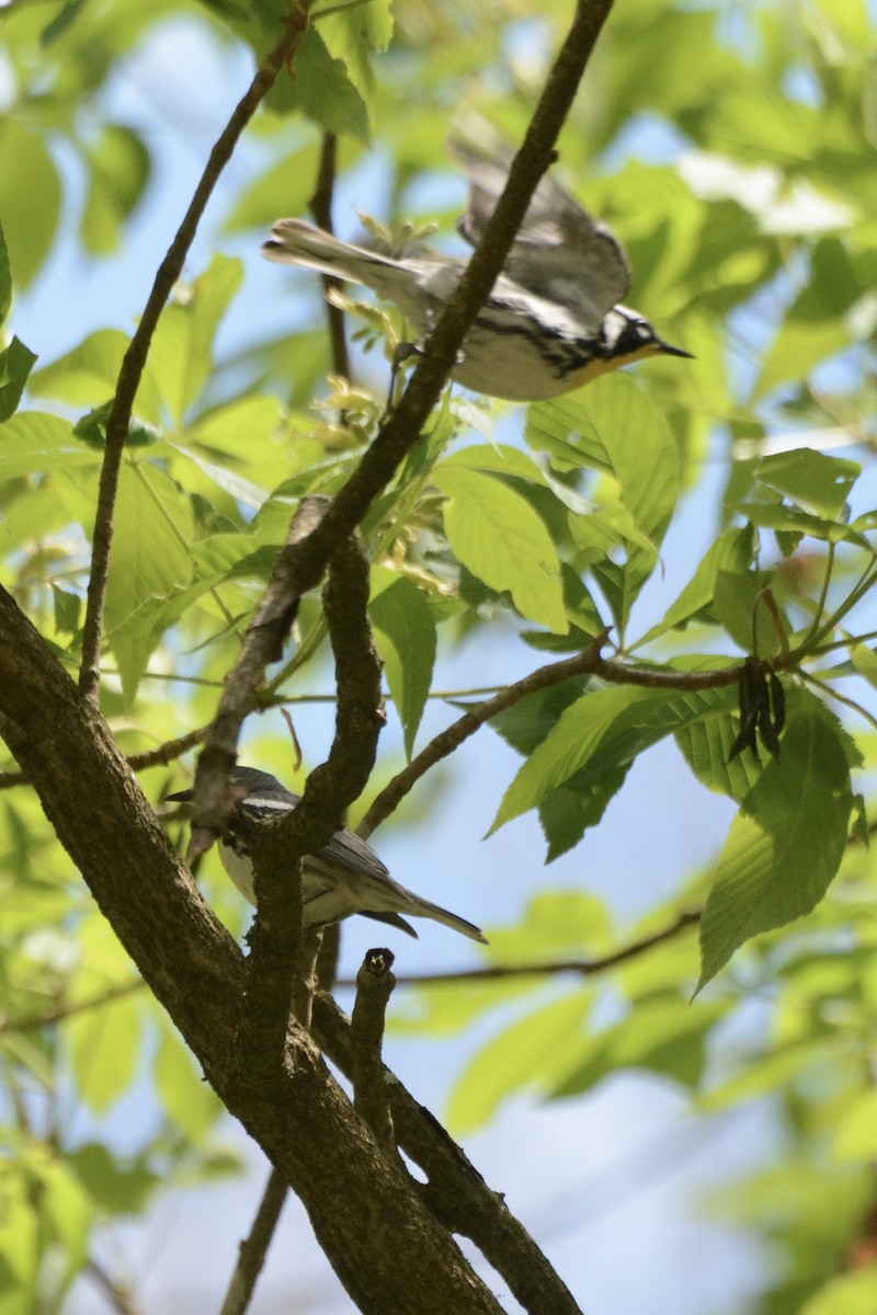 Yellow-throated Warbler - ML441006581