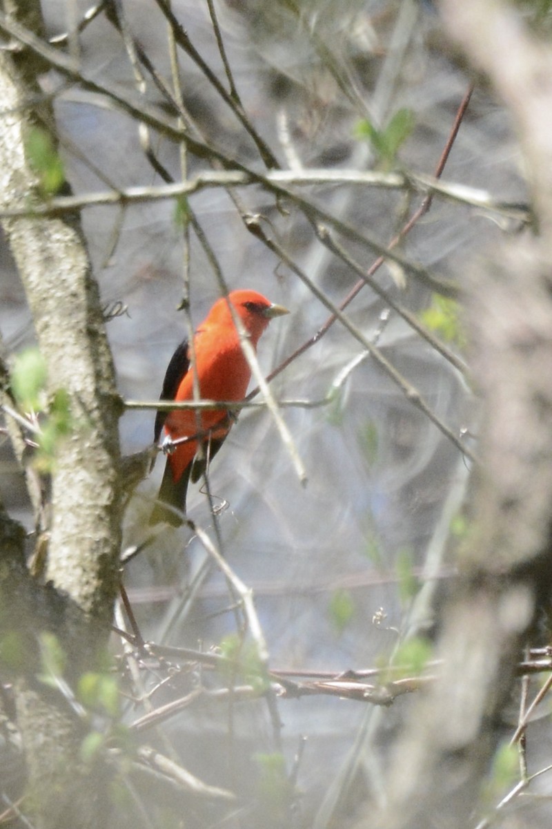 Scarlet Tanager - ML441006671