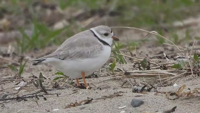 Piping Plover - ML441015661