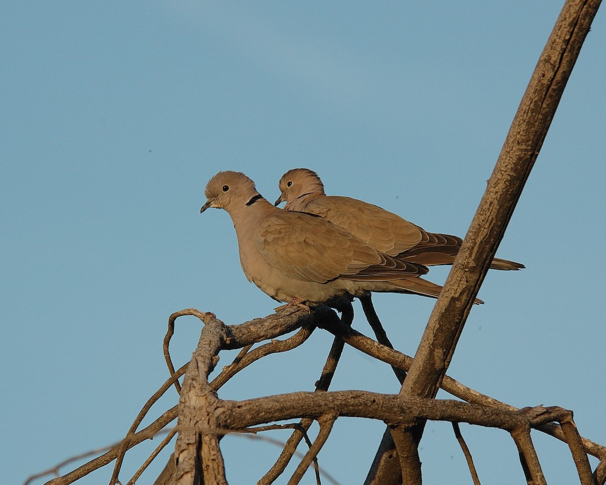 Eurasian Collared-Dove - ML441038191