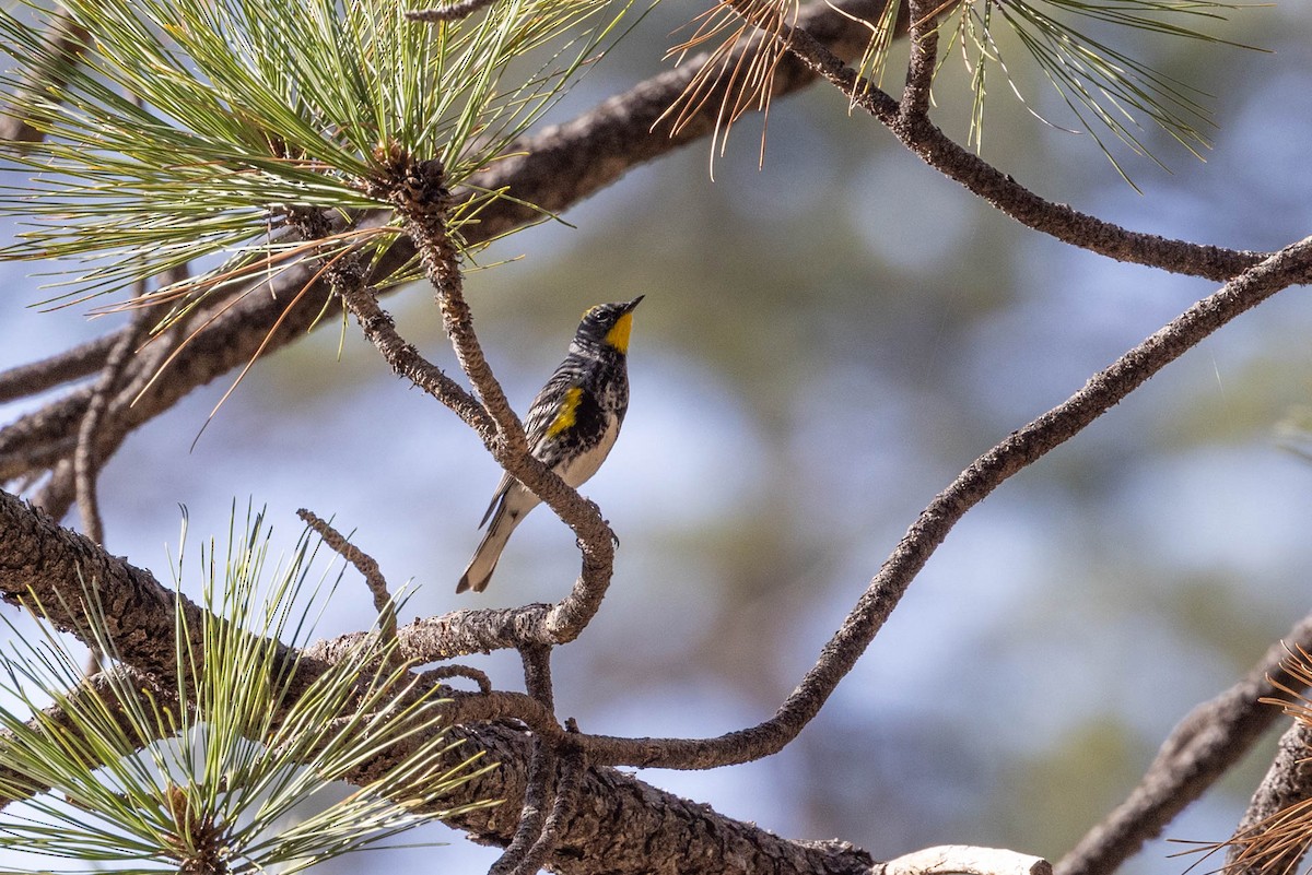 Yellow-rumped Warbler (Audubon's) - ML441041461