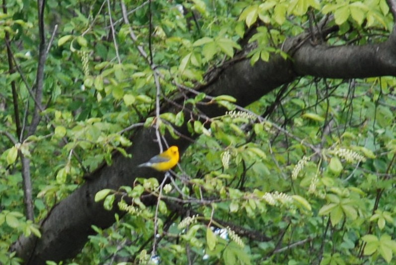 Prothonotary Warbler - ML44104641