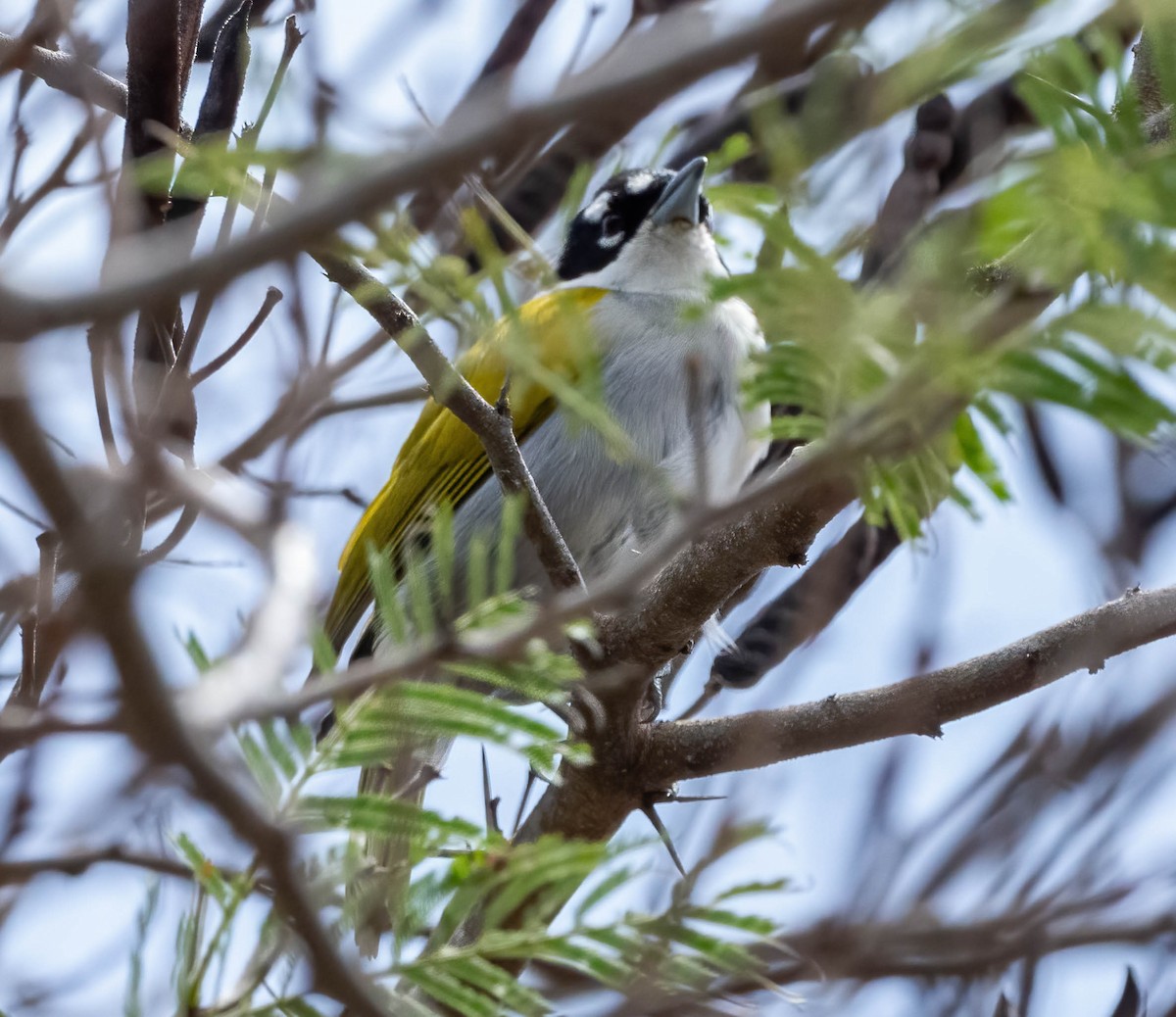 Black-crowned Palm-Tanager - ML441050111