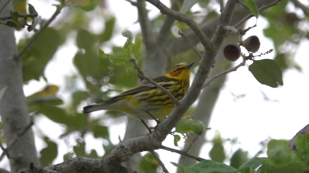 Cape May Warbler - ML441064881
