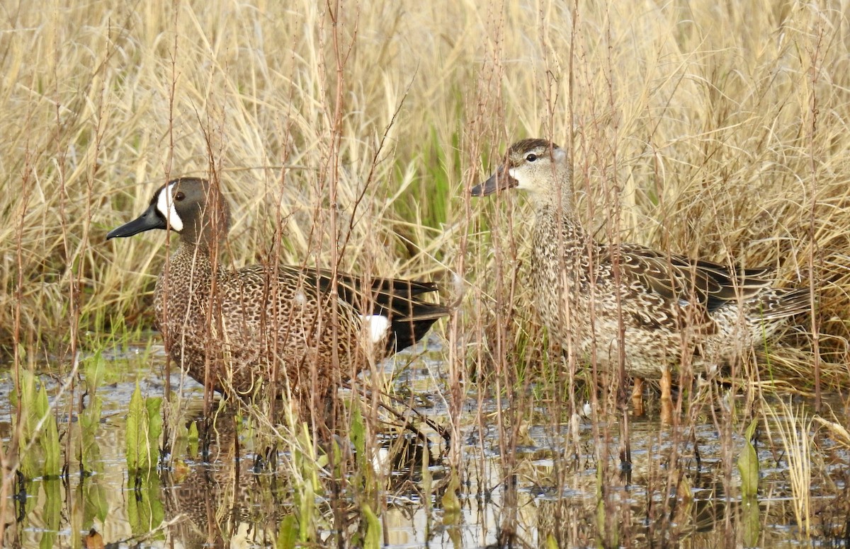 Blue-winged Teal - ML441066751