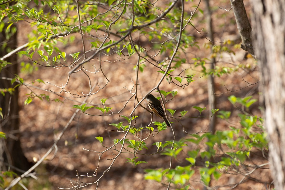 Great Crested Flycatcher - ML441068531