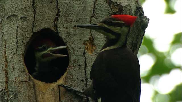 Pileated Woodpecker - ML441070