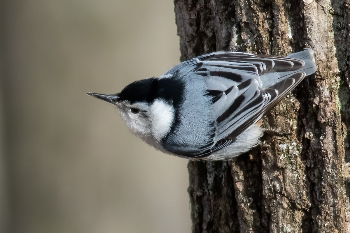 White-breasted Nuthatch - ML441071021