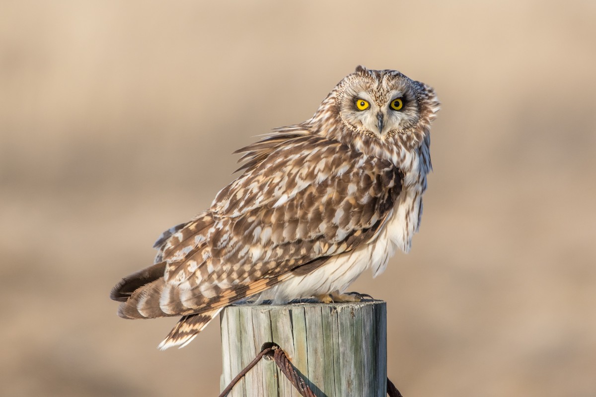 Short-eared Owl - Jodi Boe