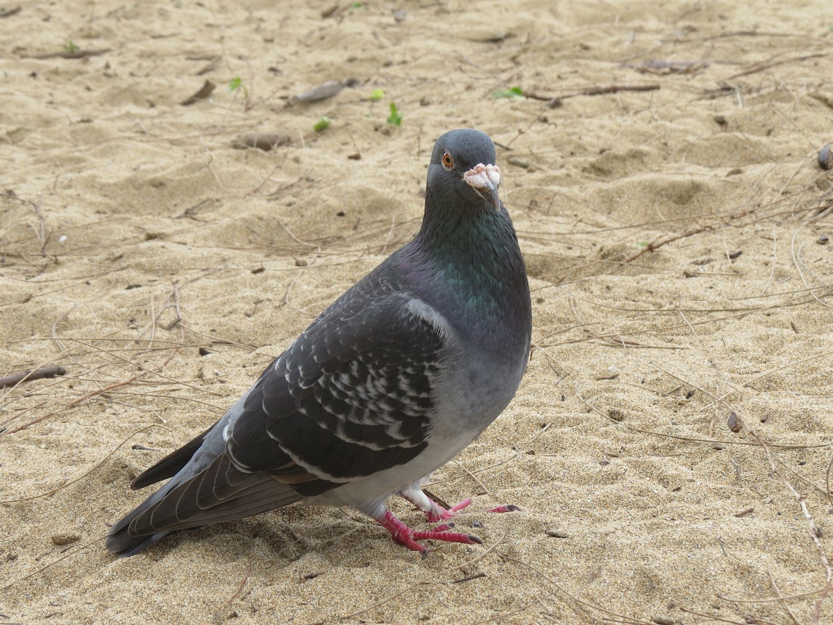 Rock Pigeon (Feral Pigeon) - Susan Szeszol