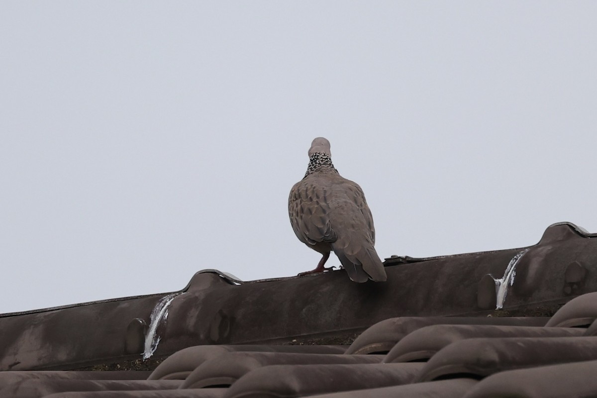 Spotted Dove - ML441086231