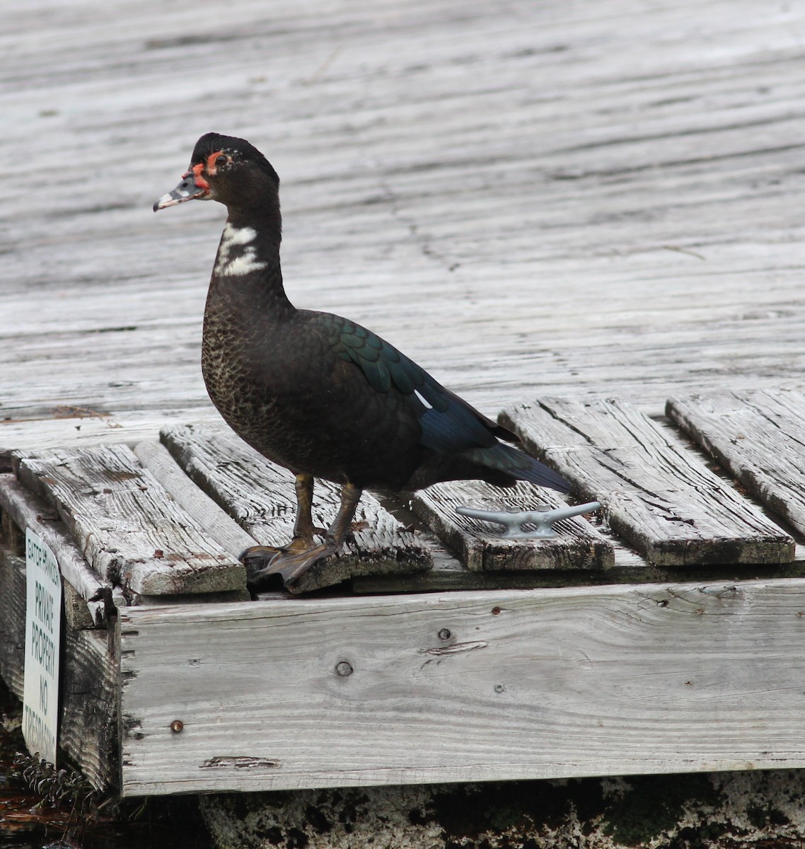 Muscovy Duck (Domestic type) - Daphne Asbell