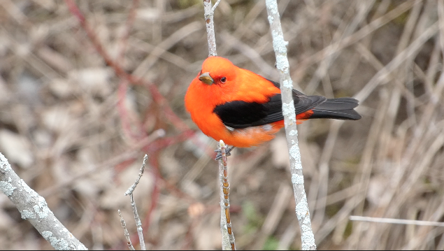 Scarlet Tanager - ML441102781