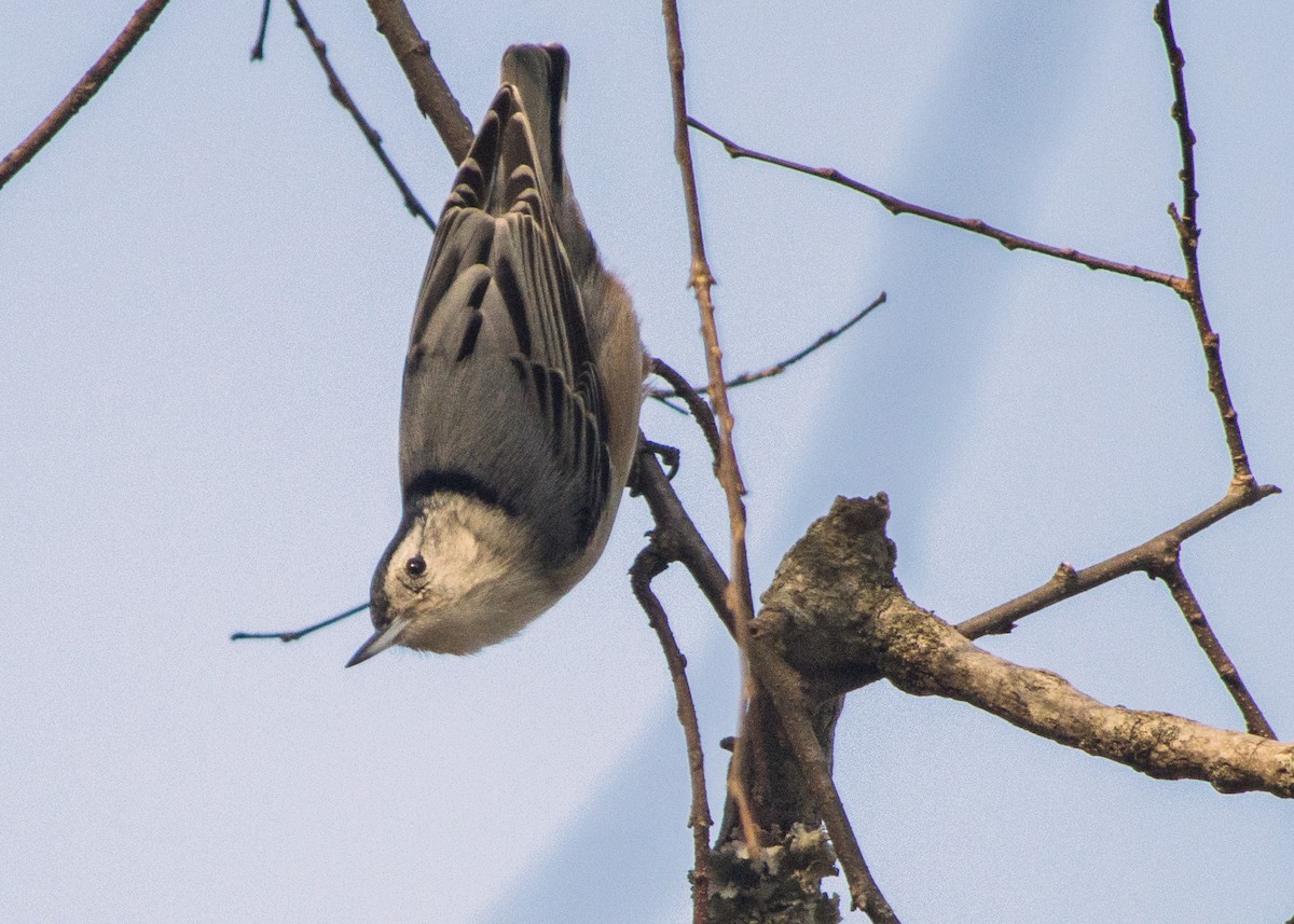 White-breasted Nuthatch - Linda Lewis