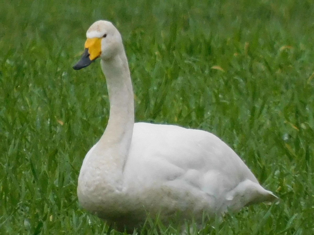 Whooper Swan - ML441113791