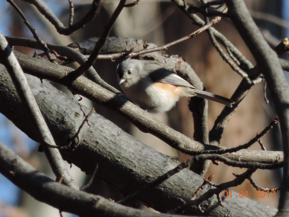 Tufted Titmouse - Rich Brown