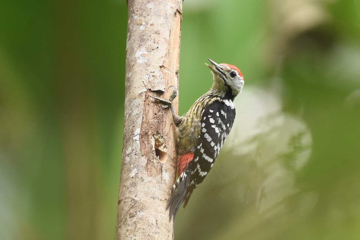Stripe-breasted Woodpecker - ML441118201