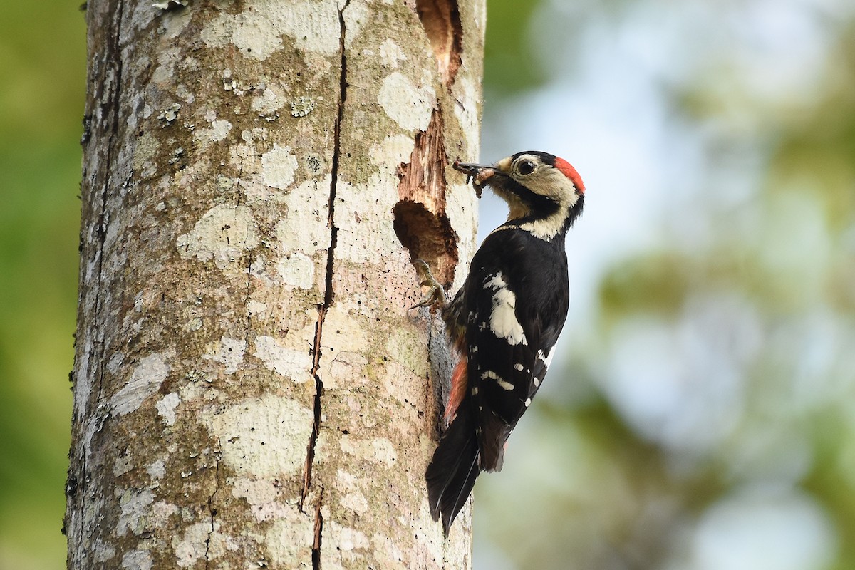 Necklaced Woodpecker - ML441118261