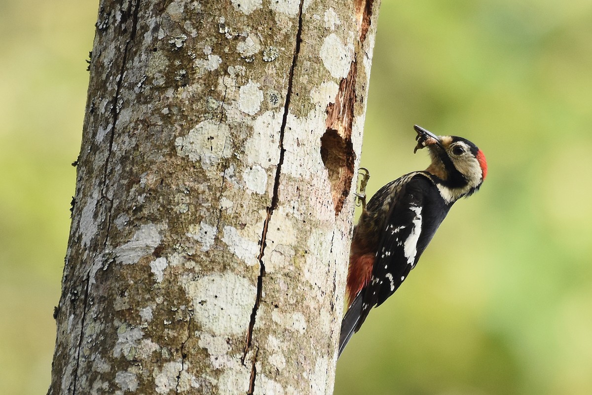 Necklaced Woodpecker - Supaporn Teamwong