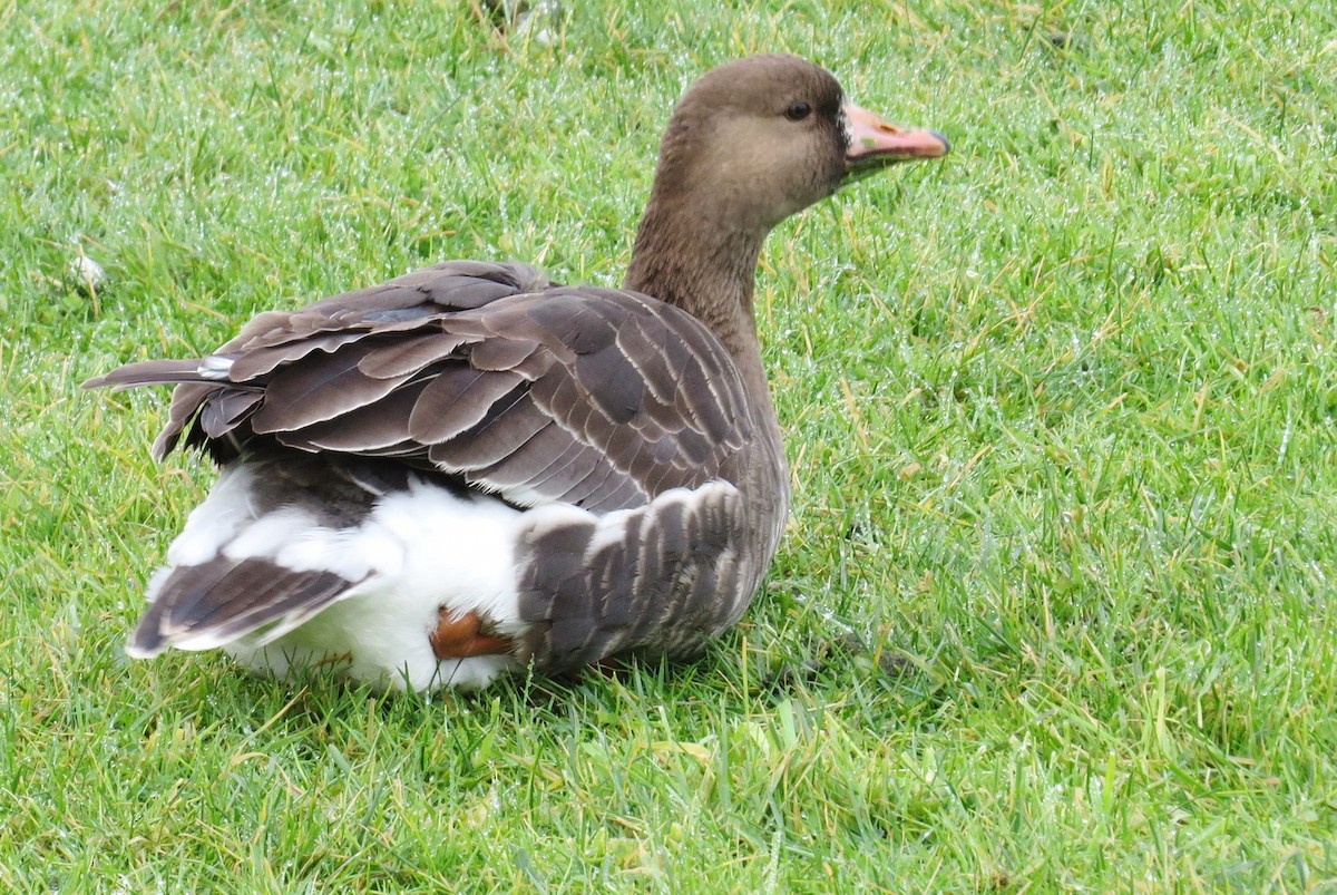 Greater White-fronted Goose - ML44112221