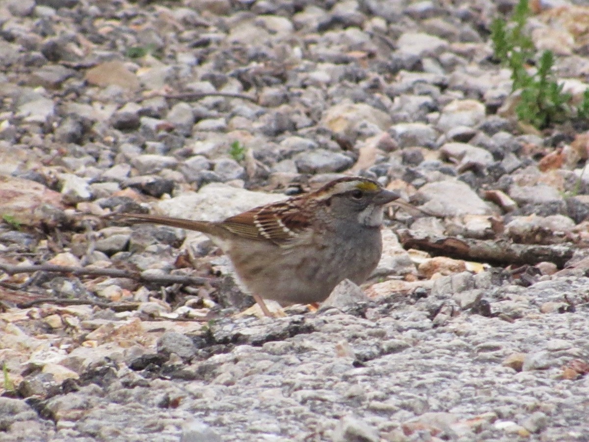 White-throated Sparrow - ML441127121