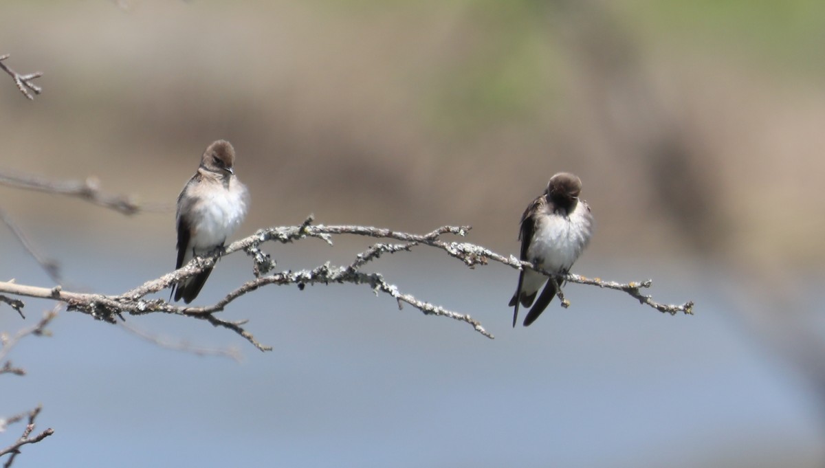 Northern Rough-winged Swallow (Northern) - David Nicosia