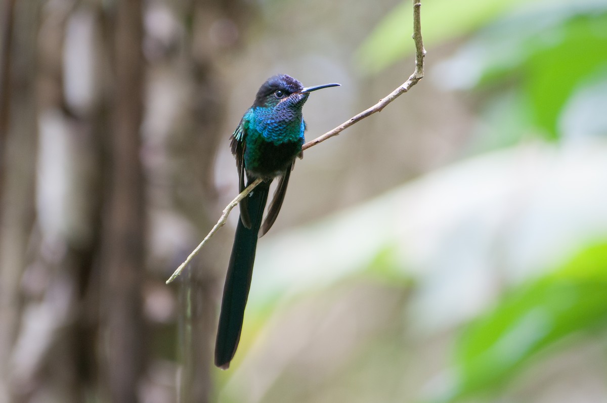 Scissor-tailed Hummingbird - David Southall