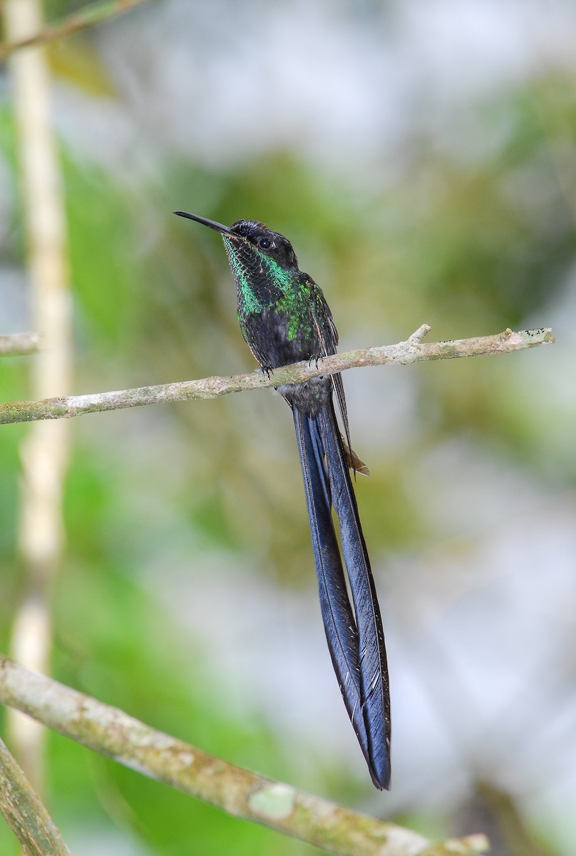 Scissor-tailed Hummingbird - ML441140761