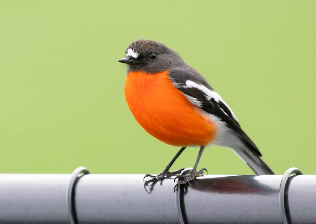 Flame Robin - eBird