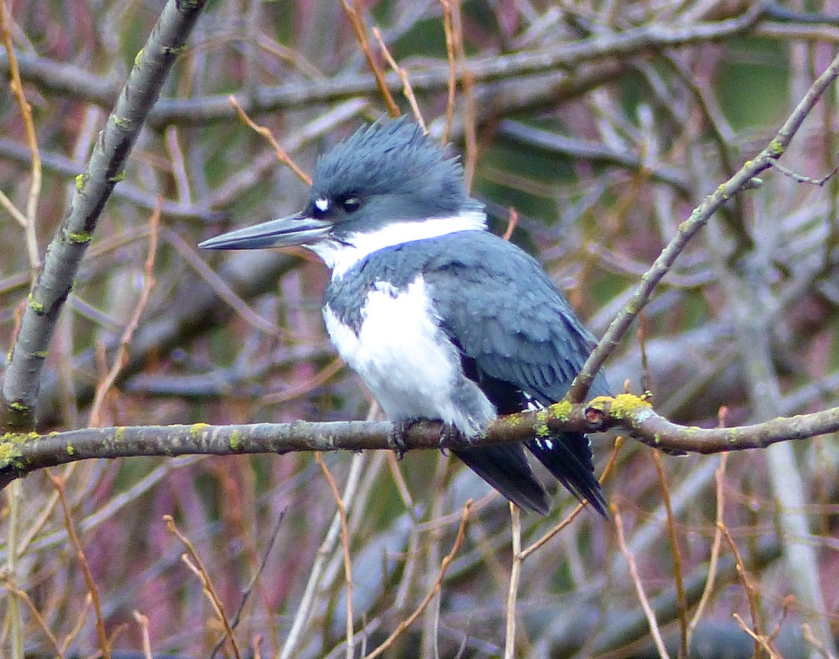 Belted Kingfisher - Mike McGrenere