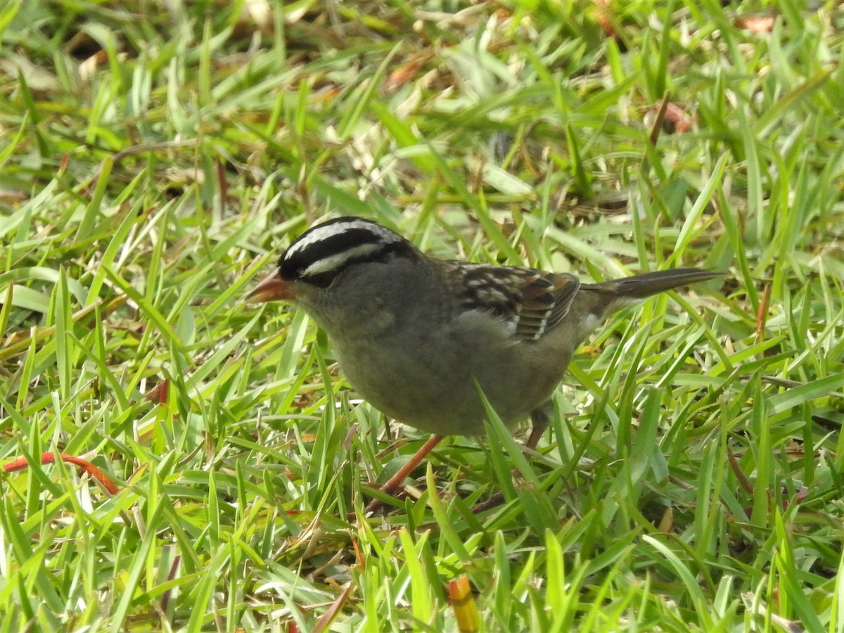 White-crowned Sparrow - Ronnie Hewlette