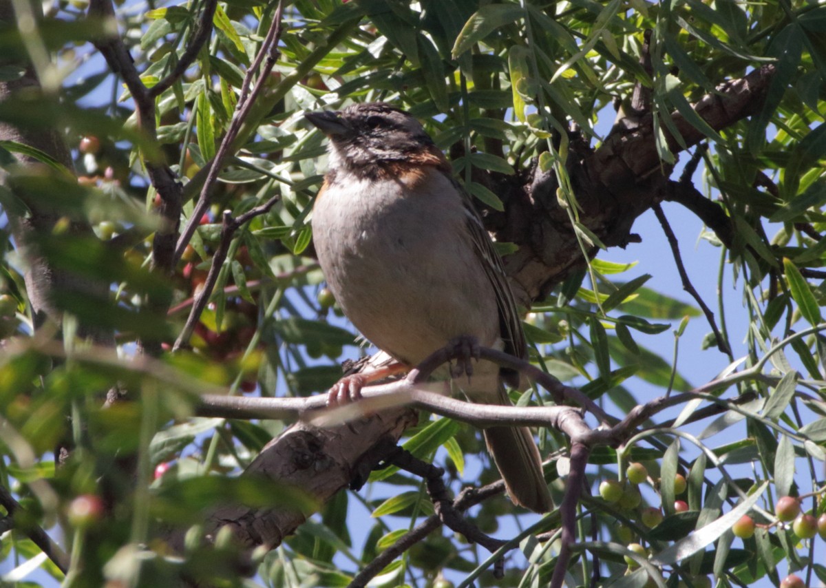Rufous-collared Sparrow - ML441153481