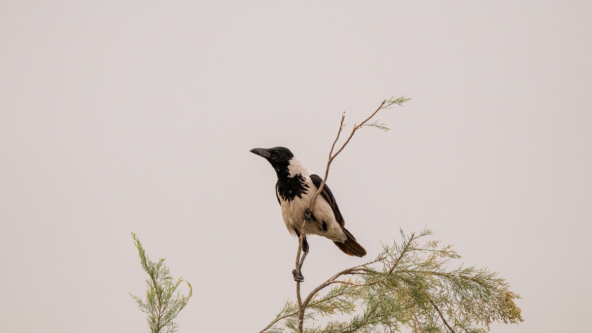 Hooded Crow (Mesopotamian) - ML441155751