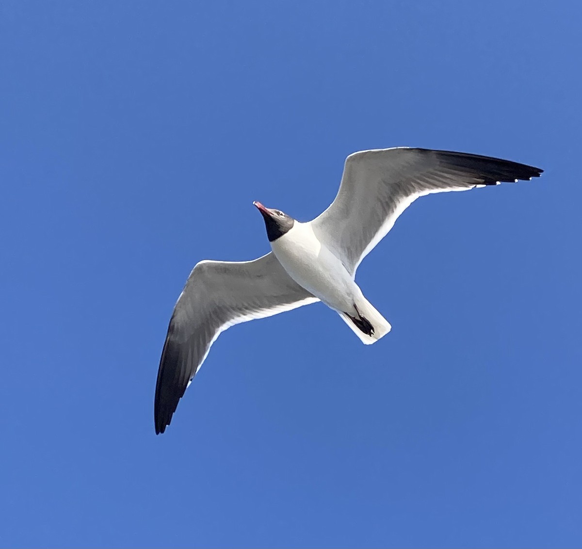 Ebird Checklist 19 Apr 2022 Dauphin Island Fort Morgan Ferry 5 Species