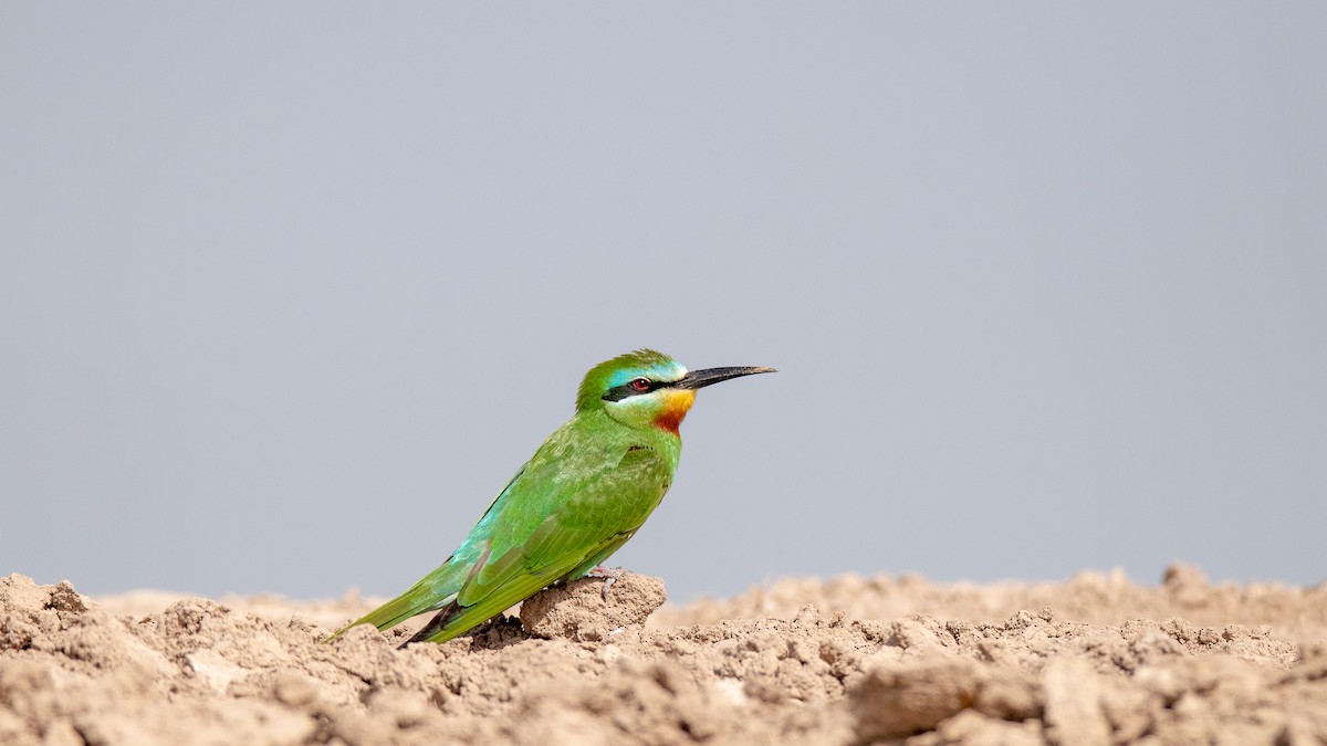 Blue-cheeked Bee-eater - Ali Mousavi