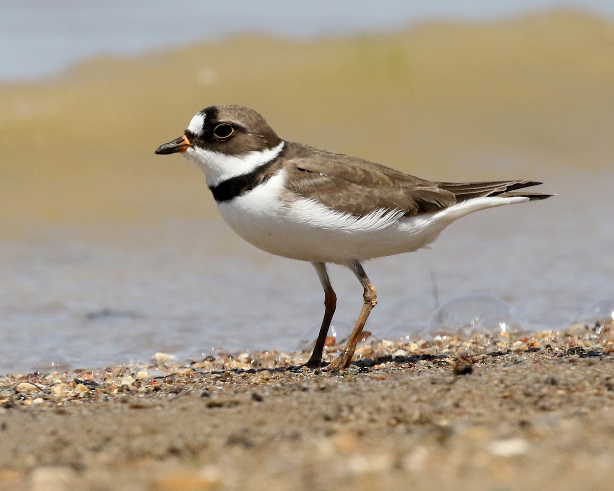Semipalmated Plover - ML441179101