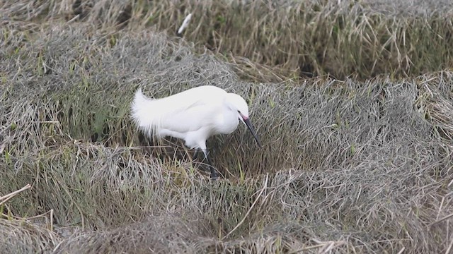 Snowy x Little Egret (hybrid) - ML441181421