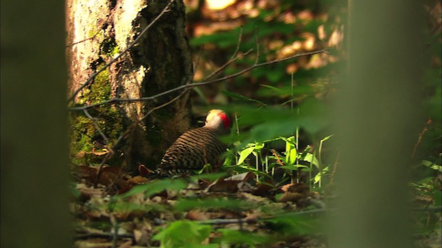 Northern Flicker (Yellow-shafted) - ML441187