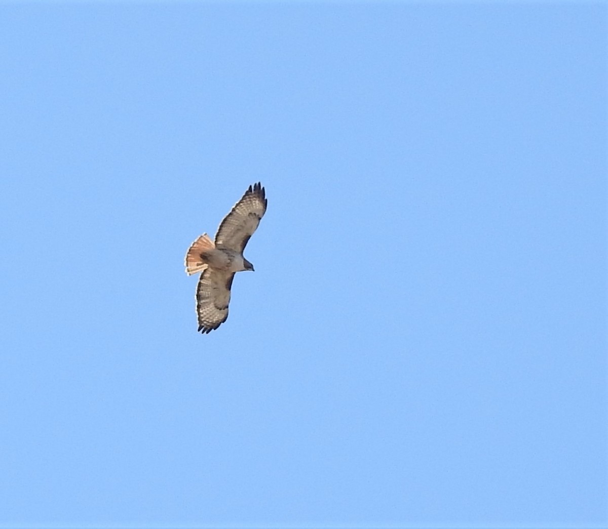 Red-tailed Hawk - ML441189551